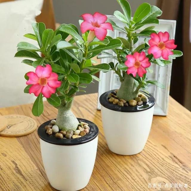 竹叶子发黄怎么办 - 植物养殖园丁指南