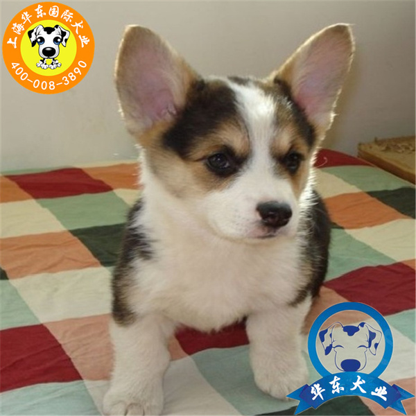 出门狗狗安静：打造无忧出行体验